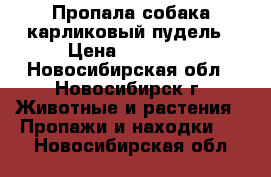 Пропала собака-карликовый пудель › Цена ­ 30 000 - Новосибирская обл., Новосибирск г. Животные и растения » Пропажи и находки   . Новосибирская обл.